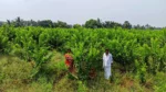 Project Hasiru Sankalpa - image 5