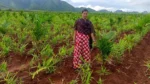Project Hasiru Sankalpa - image 3