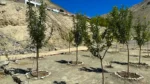 Project Green Leh Ladakh - image 8
