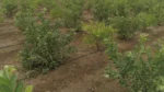 Project Green Shivalik - image 6