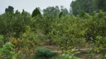 Project Green Shivalik - image 5
