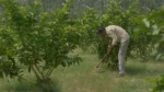 Project Green Shivalik - image 4