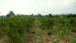 Project Green Shivalik - image 3