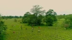 Project Kheojia Assam - image 5