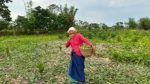 Project Kheojia Assam - image 7