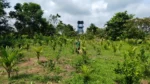 Project Kheojia Assam - image 6
