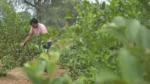 Project Haryana Haritima - image 7