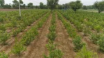 Project Haryana Haritima - image 5