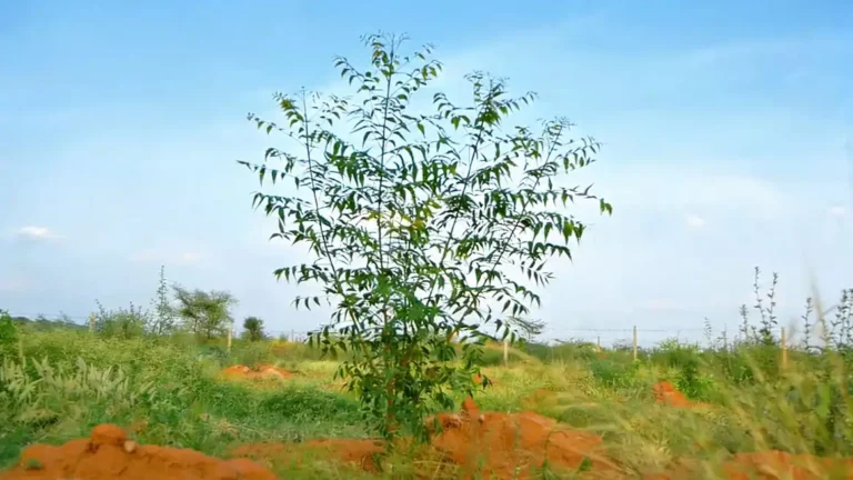 Neem Nurture