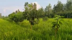 Project Harit Uttar - image 5