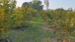 Project Harit Uttar - image 4