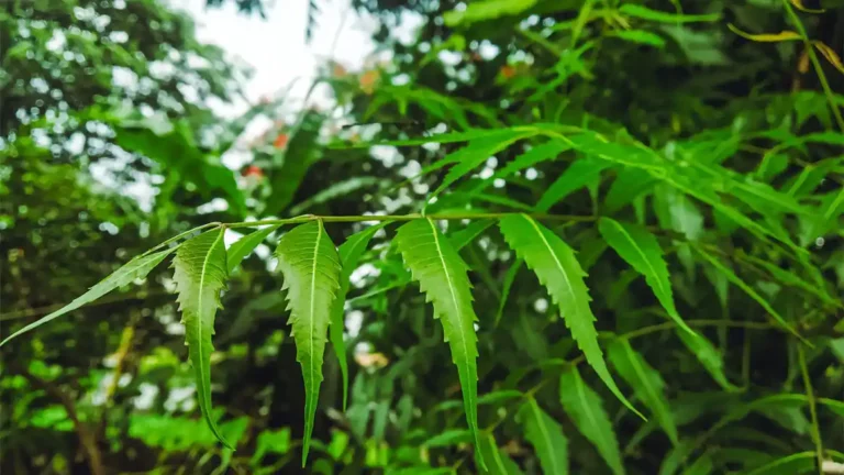 Neem Raksha