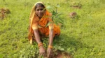 Project Hariyar Chhattisgarh - image 6