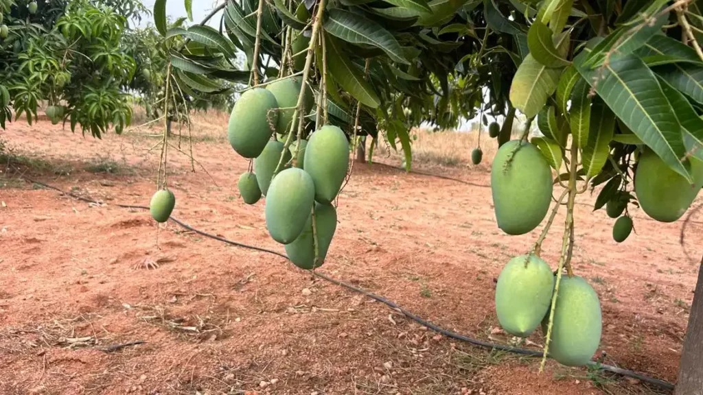 Mango Magic
