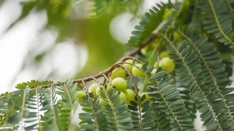 Amla Abundance