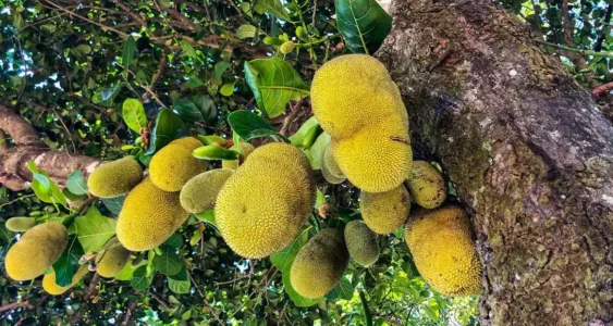Jackfruit Joy