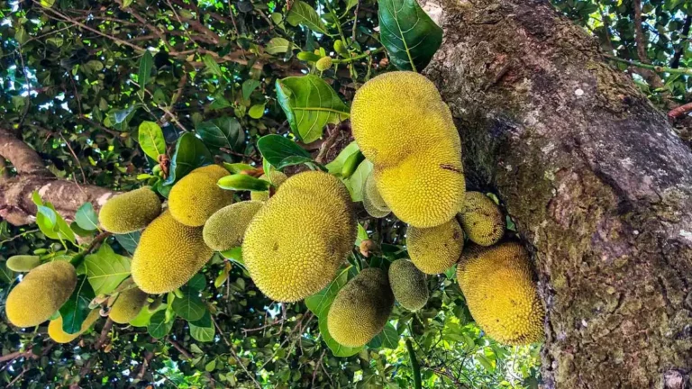 Jackfruit Joy