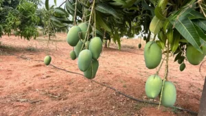 Mango Memorial Grove