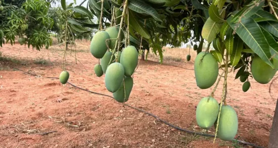 Mango Memorial Grove