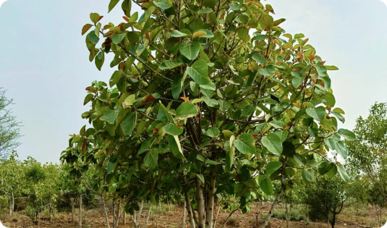 Banyan Blessings