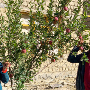 Project Green Leh Ladakh