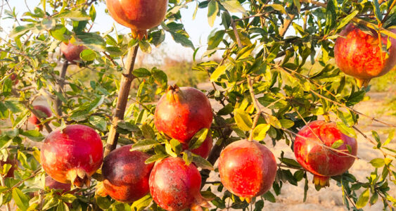 Prosperity Pomegranate