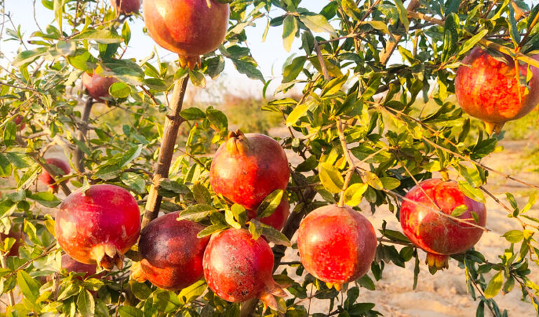 Prosperity Pomegranate