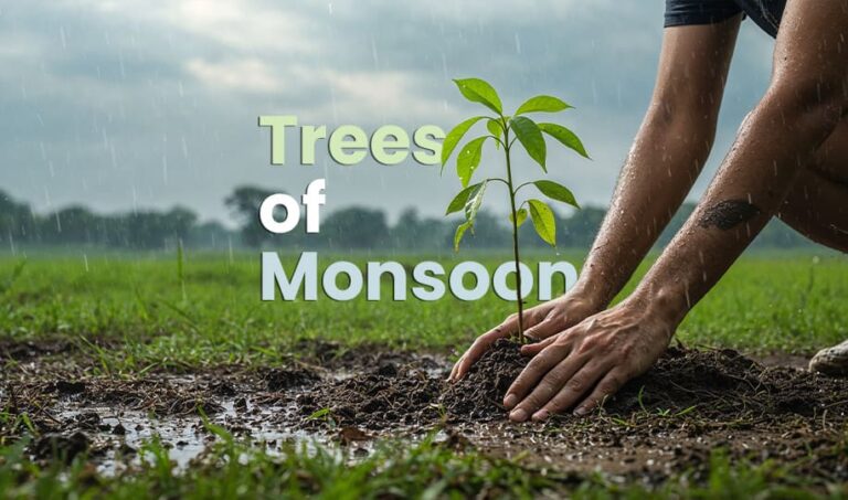 Trees of Monsoon