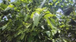 Banyan Bonds - image 7
