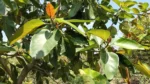 Banyan Bonds - image 6