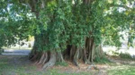 Banyan Bonds - image 3