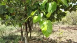 Banyan Bonds - image 2