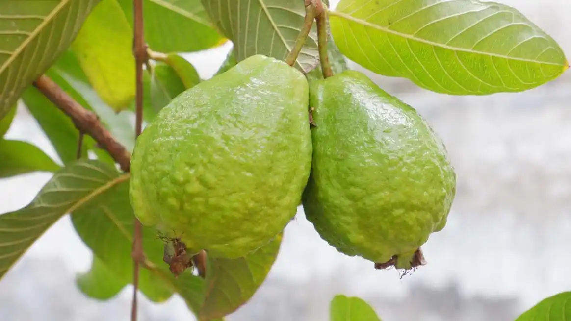 Guava Gratitude