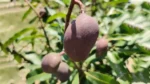 Mango Milestone - image 1
