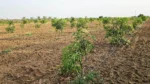 Mango Milestone - image 2