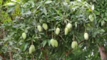 Mango Milestone - image 5