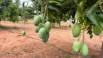 Mango Milestone - image 6