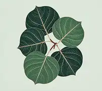 Native Species