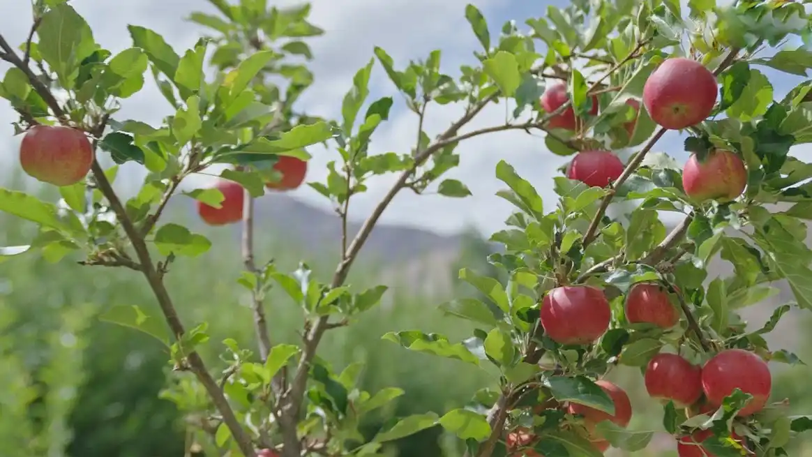Apple Afterglow