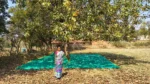 Mahua Collection Sheet