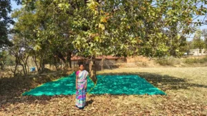 Mahua Collection Sheet